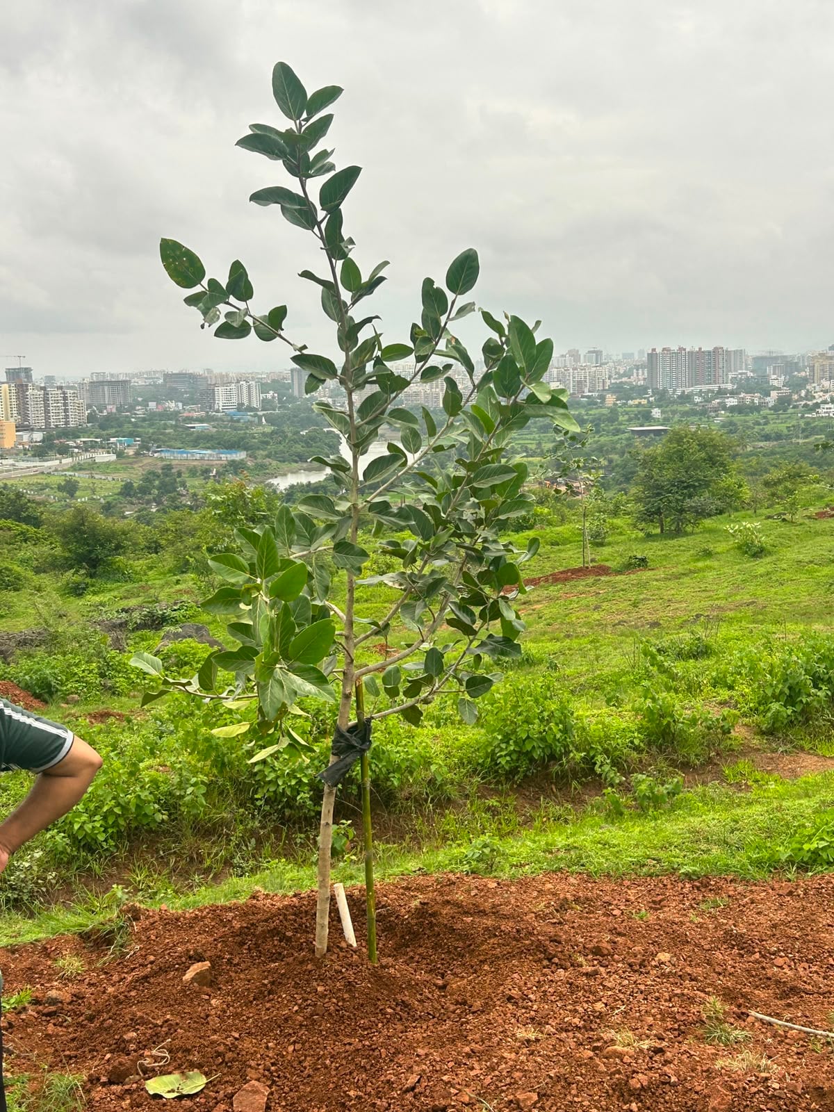 A newly planted sapling on the green hillside at Alandi
